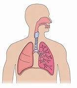 Healthy Lungs